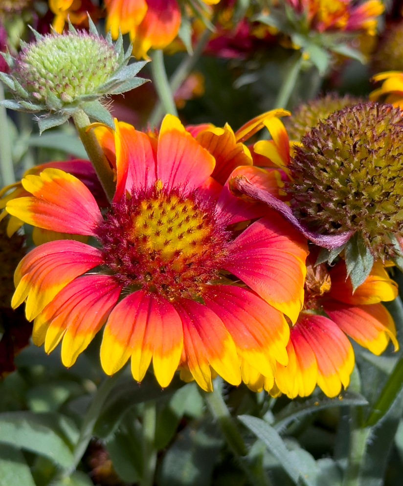 Landscape by design of Palmetto Drought-Resistant Plant Gems in Florida