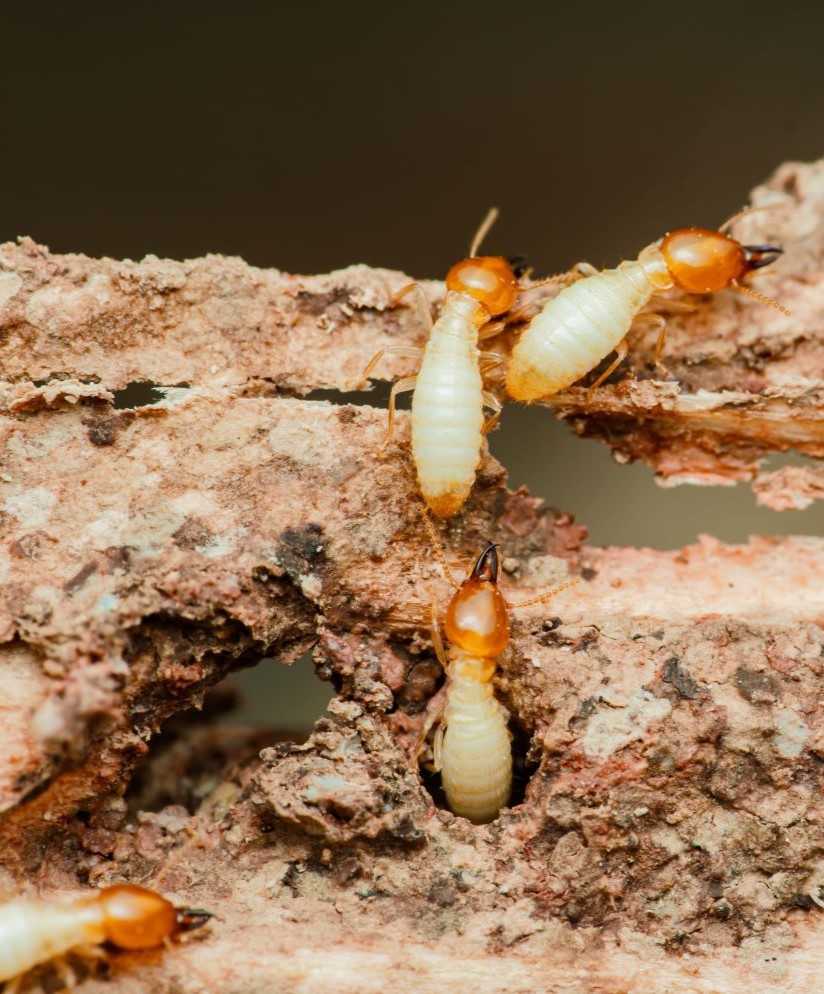 Sophisticated Termite Control in Palmetto, FL: Myth-Busting and Modern Property Protection